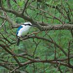 Marquesan Kingfisher / Todiramphus godeffroyi