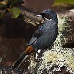 Большой цветокол / Diglossa major