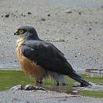 Светлобрюхий ястреб / Accipiter ventralis