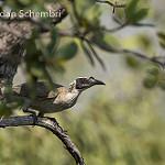 Silver-crowned Friarbird / Philemon argenticeps