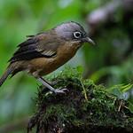 Black-crowned Barwing / Actinodura sodangorum