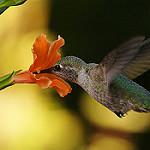 фото
