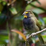 Yellow-faced Grassquit / Tiaris olivaceus