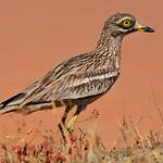 Авдотка / Burhinus oedicnemus
