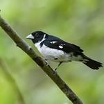 Cone-billed Tanager / Conothraupis mesoleuca