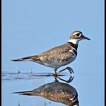 Крикливый зуёк / Charadrius vociferus