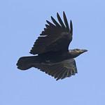 Короткохвостый ворон / Corvus rhipidurus