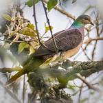 Barred Cuckoo-Dove / Macropygia unchall