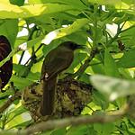 Длинноклювый бюльбюль / Hypsipetes longirostris