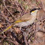 Singing Honeyeater / Gavicalis virescens