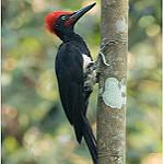 White-bellied Woodpecker / Dryocopus javensis