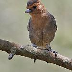Red-throated Tit / Melaniparus fringillinus