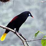 Black Oropendola / Psarocolius guatimozinus