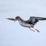 Розовоногий буревестник / Ardenna creatopus