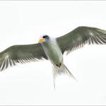River Tern / Sterna aurantia