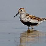 Чернозобик / Calidris alpina