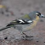 Fringilla moreletti