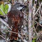 Краснохвостая ванга / Calicalicus madagascariensis