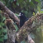 Amazonian Umbrellabird / Cephalopterus ornatus