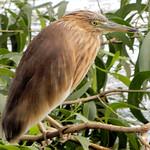 Yellow Bittern / Botaurus sinensis