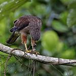 Гаитянский канюк / Buteo ridgwayi