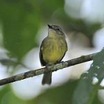 Ecuadorian Tyrannulet / Phylloscartes gualaquizae