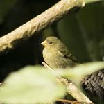 Антильский чиж / Spinus dominicensis