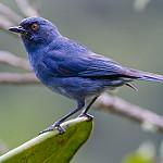 Сизый цветокол / Diglossa caerulescens