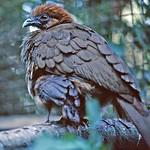 Малая чачалака / Ortalis motmot