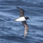 Magenta Petrel / Pterodroma magentae