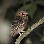Совка-раджа / Otus brookii