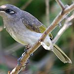 Горный медосос / Microptilotis montanus