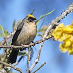 Желточубая танагра / Trichothraupis melanops