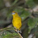 Уздечковая эуфония / Euphonia chrysopasta