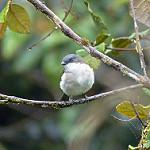 Буроспинный свистун / Pachycephala modesta
