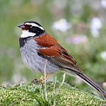 Тибетская овсянка / Emberiza koslowi