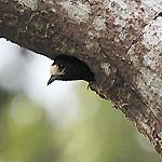 White-fronted Tit / Sittiparus semilarvatus