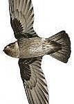 Pygmy Swiftlet / Collocalia troglodytes