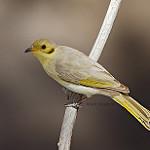 Черноухий медосос / Ptilotula flavescens