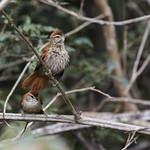 Coiba Spinetail / Cranioleuca dissita