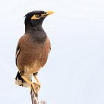 Майна / Acridotheres tristis