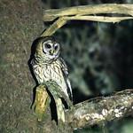 Бурая неясыть / Strix fulvescens
