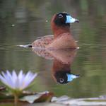 Masked Duck / Nomonyx dominicus
