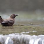 Brown Dipper / Cinclus pallasii