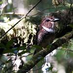 Коротконогая земляная ракша / Brachypteracias leptosomus