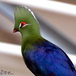 Fischer's Turaco / Tauraco fischeri