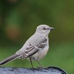 Northern Mockingbird / Mimus polyglottos