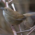 Taiwan Bush Warbler / Locustella alishanensis