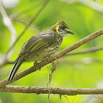 Желтоухий бюльбюль / Pycnonotus tympanistrigus