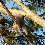 White-gaped Honeyeater / Stomiopera unicolor